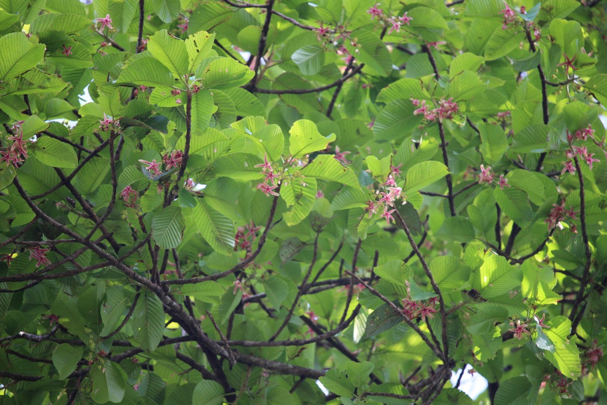 Dipterocarpus zeylanicus Thwaites